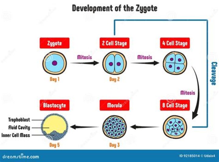 When do zygotes grow?
