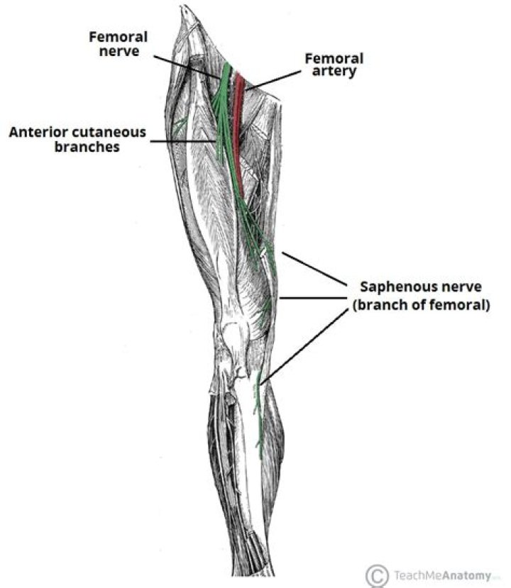 When does femoral nerve become saphenous?
