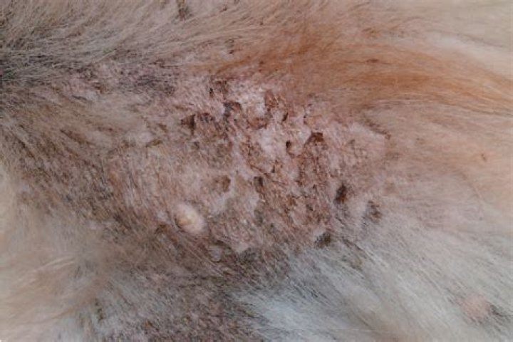 When does ichthyosis appear in dogs?