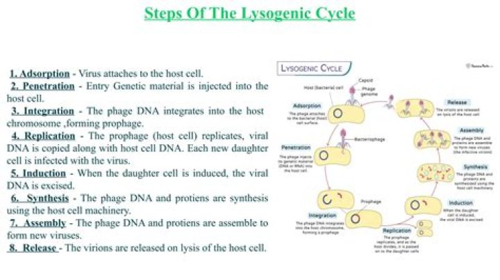 When does lysogenic cycle occur?