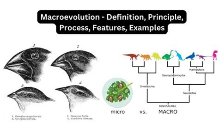 When does macroevolution occur?