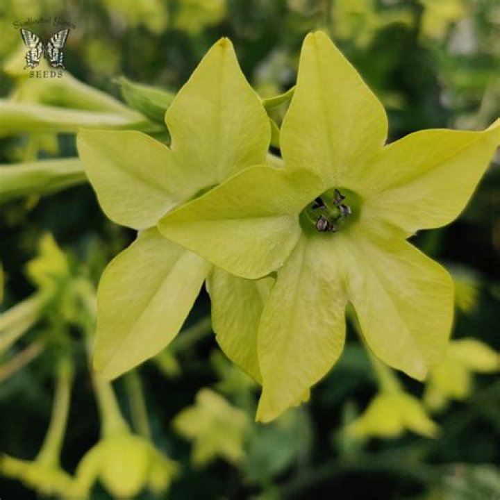 When does nicotiana sylvestris flower?