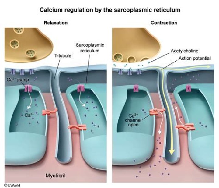 When does the sarcoplasmic reticulum release calcium?