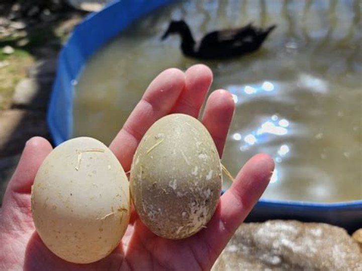 When I first embark my ducks lay fertile eggs but not later