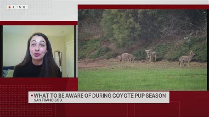 When is coyote pupping season?