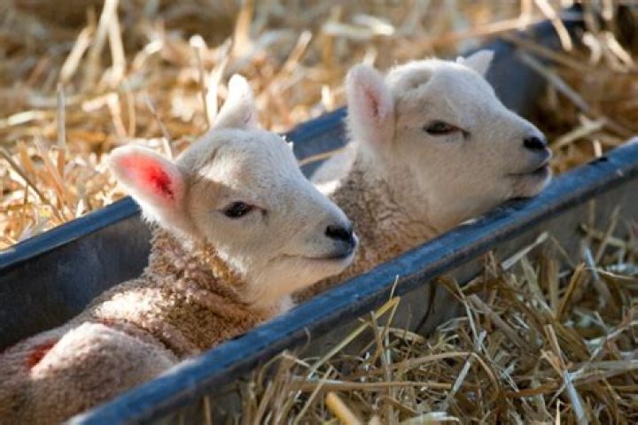 When is lambing season?
