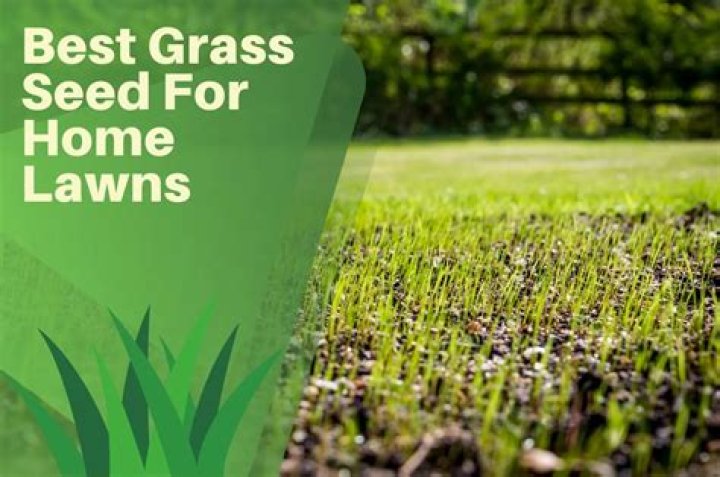 When seed lawn uk?