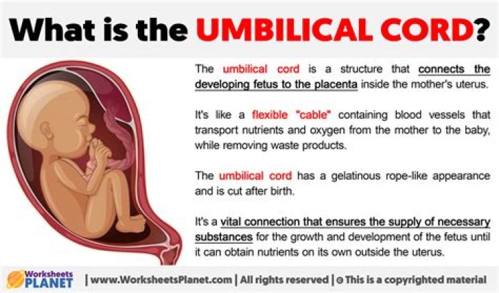 When the umbilical cord falls off what to do?