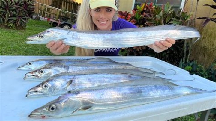 When to catch ribbonfish?