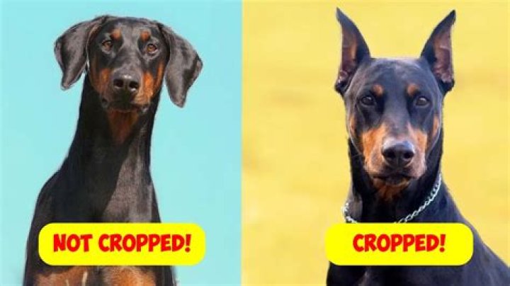 When to ear crop doberman?