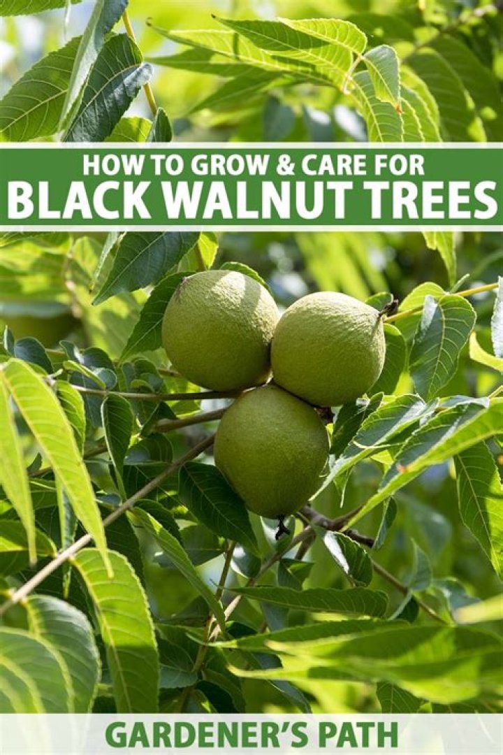 When to eat walnut?