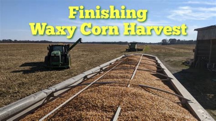 When to harvest waxy corn?