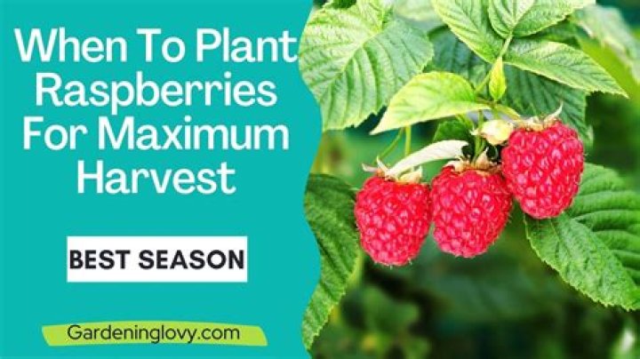 When to plant raspberries?