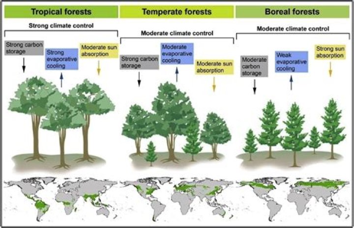 When to plant subtropical?