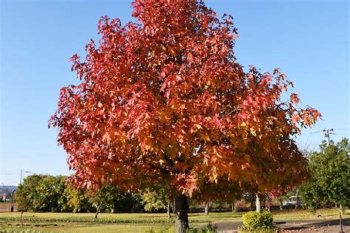 When to prune liquidambar?