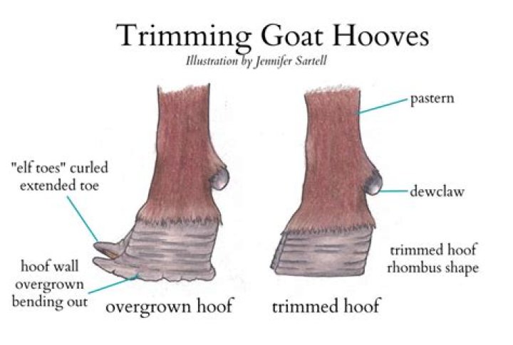 When to trim baby goat hooves?