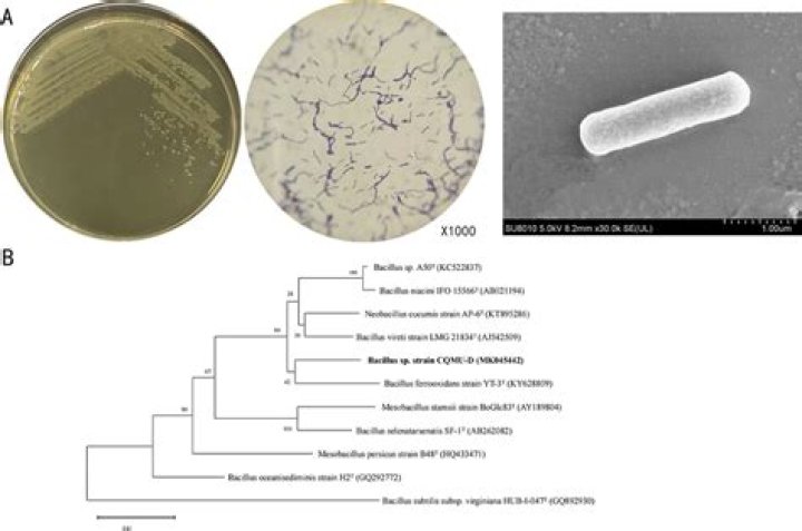 When was bacillus subtilis discovered?