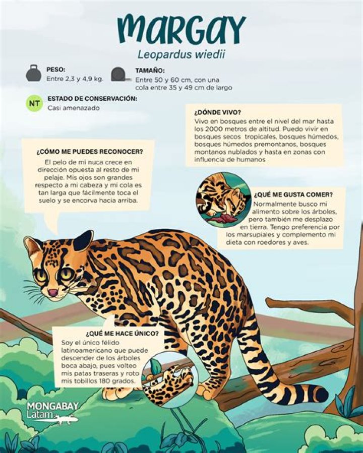 When were margays discovered?