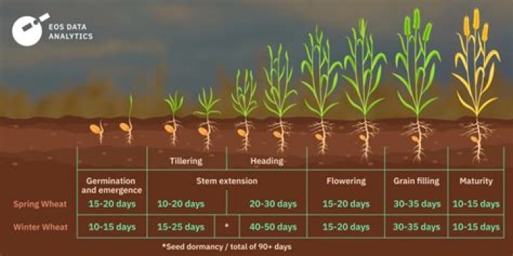When wheat is harvested, does it drop 0 - 2 or 1 wheat?