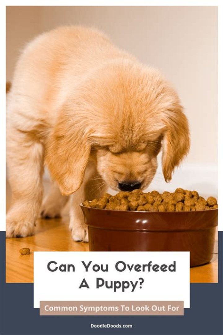 When you overfeed a kitten?