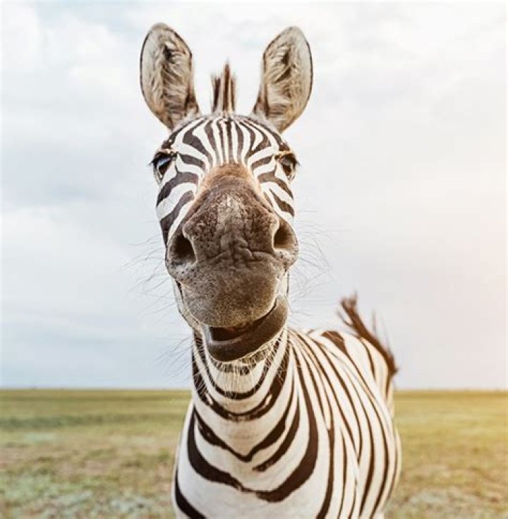 When zebras have stripes?