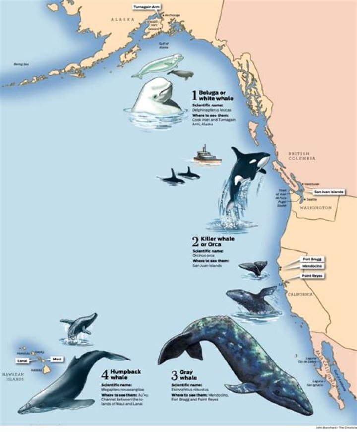 Where are beluga whales from?
