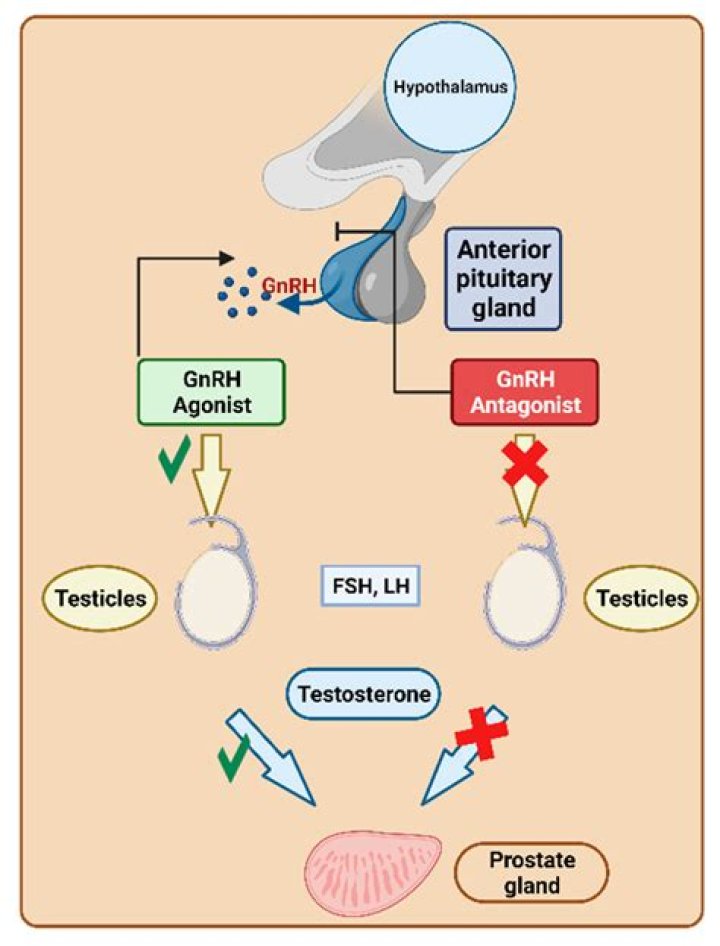 Where are gonadotropins produced?