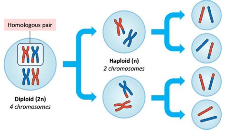 Where are haploid cells produced in humans?