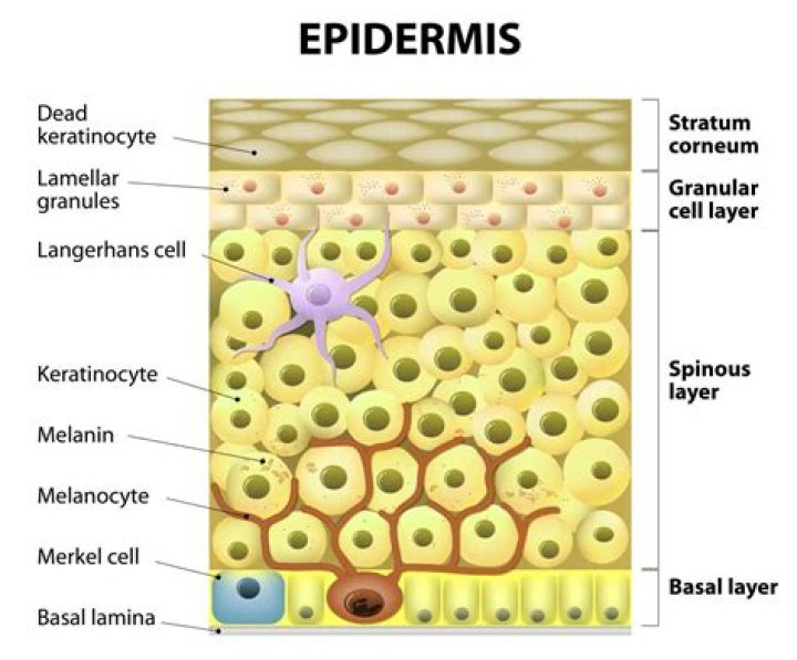 Where are merkel cells located in the epidermis?