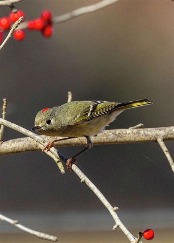 Where are ruby crowned kinglets found?