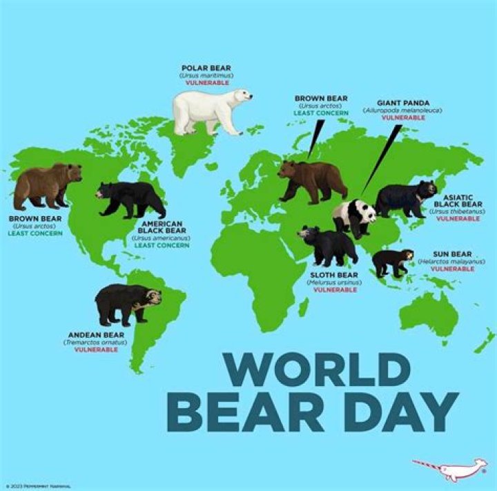 Where are the bears for Bear Minimum?