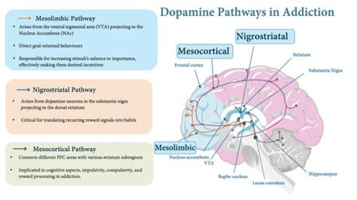 Where are the dopaminergic receptors?