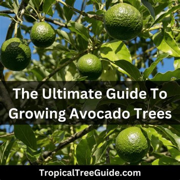 Where avocado trees grow?