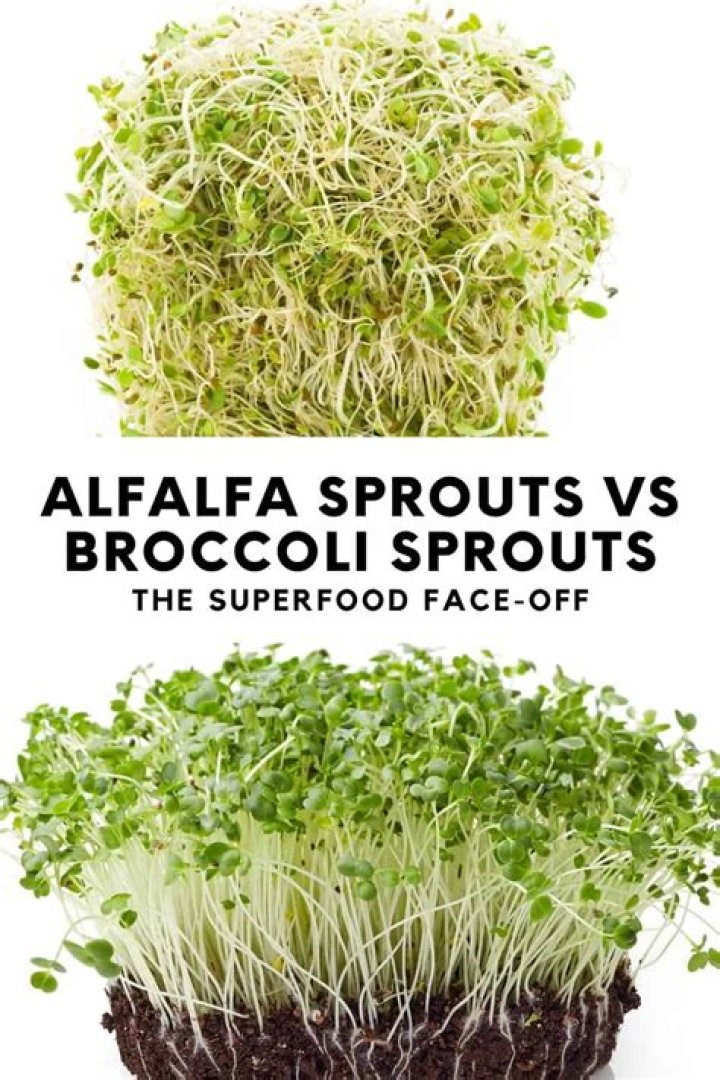 Where can i buy alfalfa sprouts?