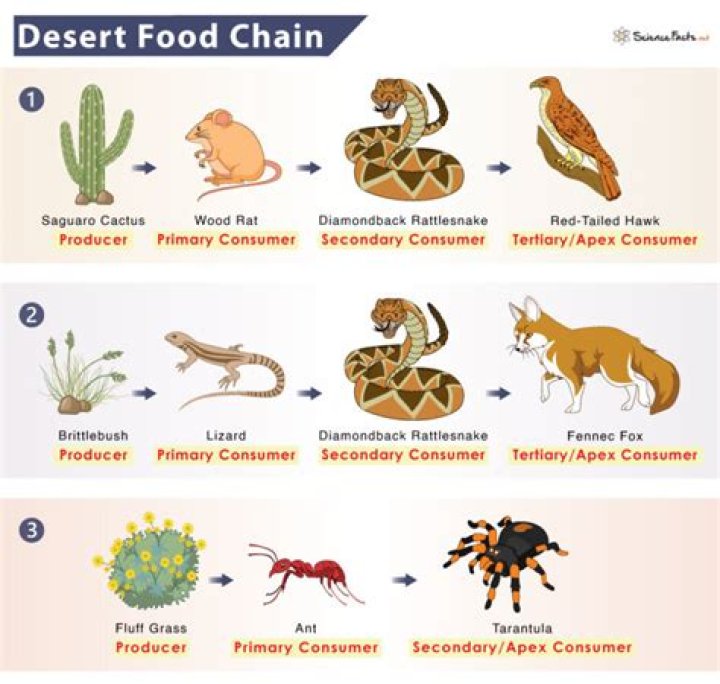 Where can I find more Desert Spores?