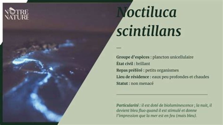 Where can noctiluca scintillans be found?