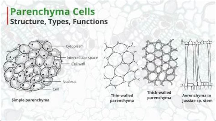 Where can parenchyma cells be found?