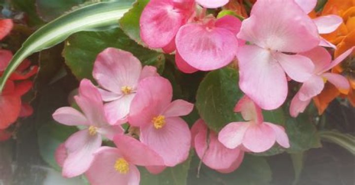 Where did begonias originate?