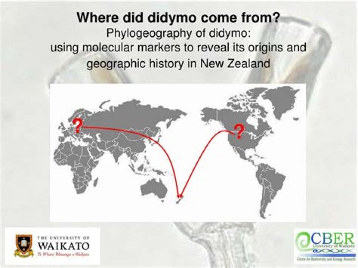 Where did didymo come from?