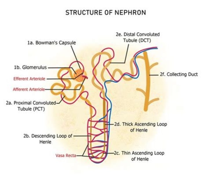 Where did the term nephros come from?