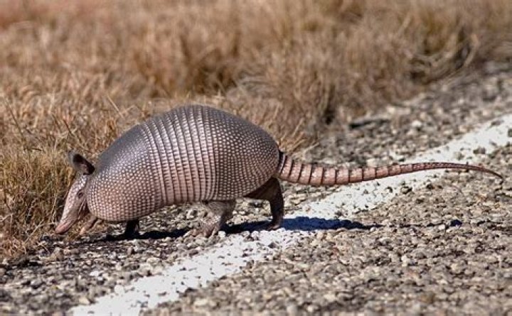 Where do armadillos live in the us?