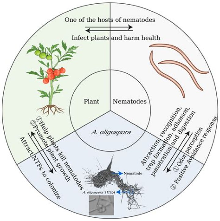 Where do entomopathogenic nematodes live?
