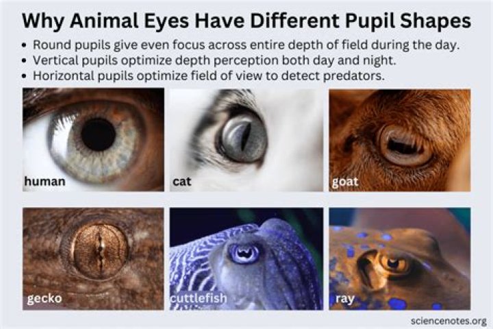 Where do excluded pupils go?