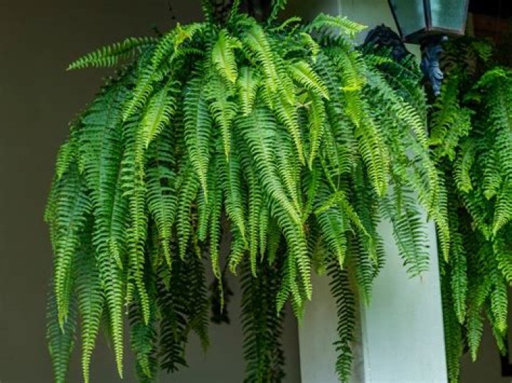 Where do ferns grow best?