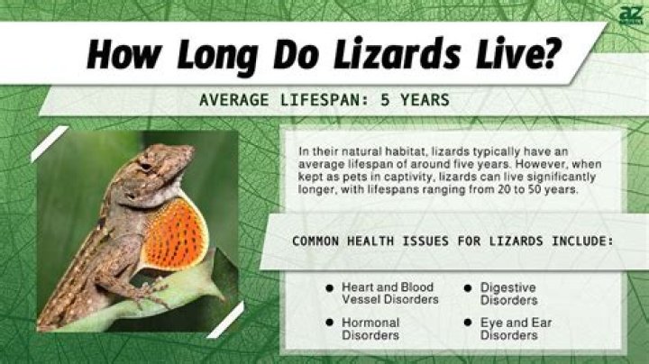 Where do green lizards live?