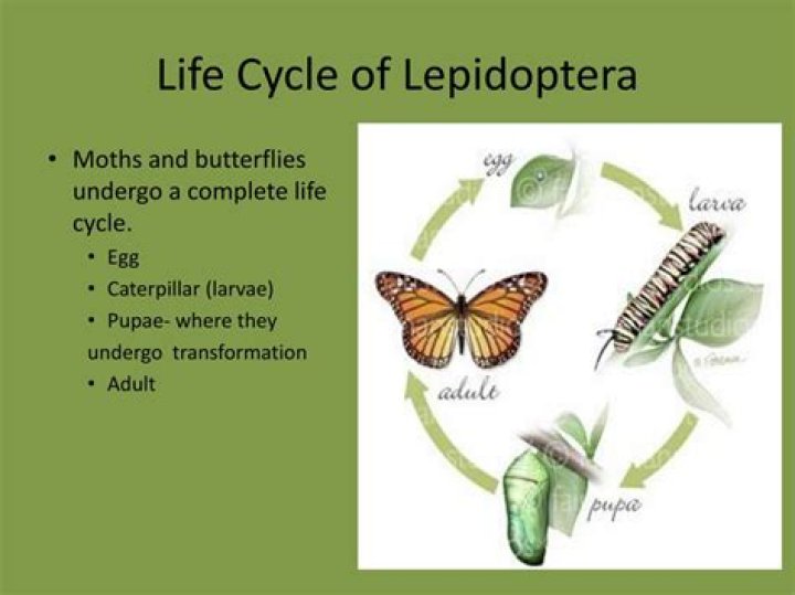 Where do lepidoptera live?