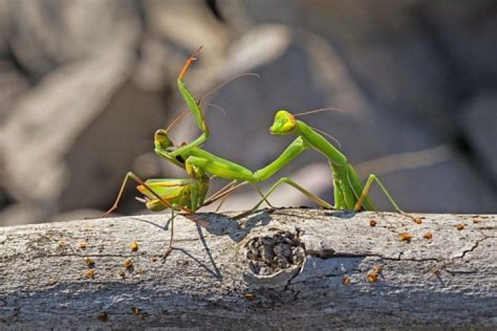 Where do mantises live?