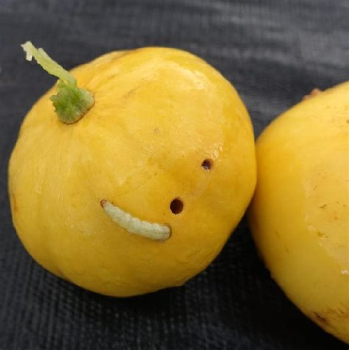 Where do pickleworms come from?