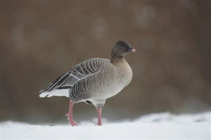 Where do pink footed geese migrate to?