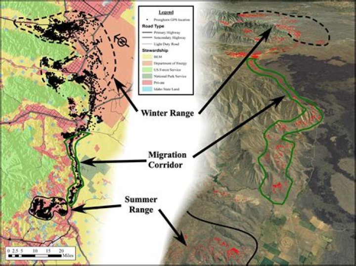 Where do pronghorns migrate?